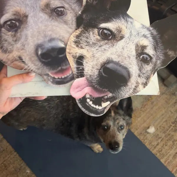 Pet Face on a Stick