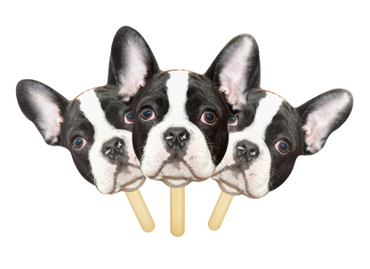 Pet Face on a Stick