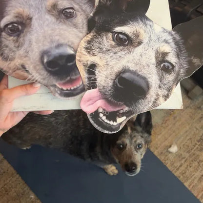 Pet Face on a Stick